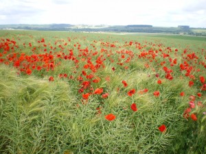 poppy field YF IMGP0960
